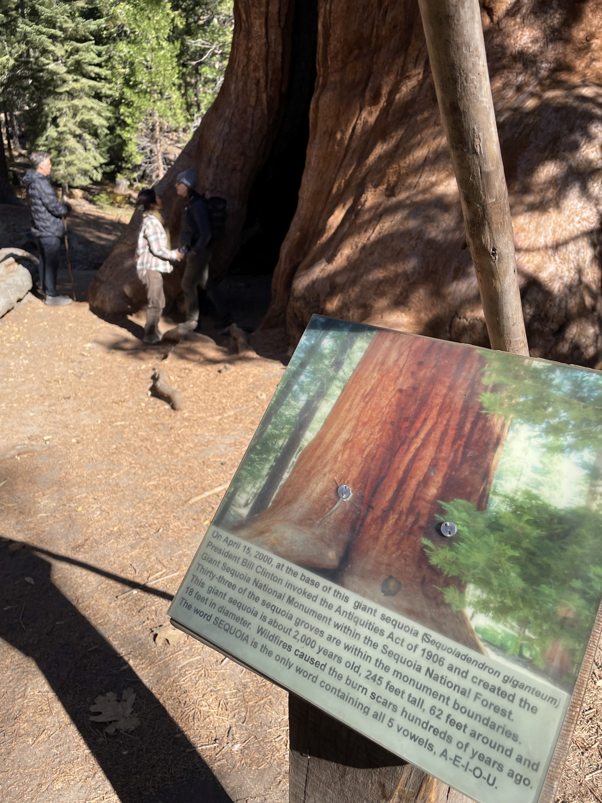 Giant Sequoia in Sequoia National Forest Photo Craig Swolgaard Giant Sequoia in Sequoia National Forest Photo Craig Swolgaard