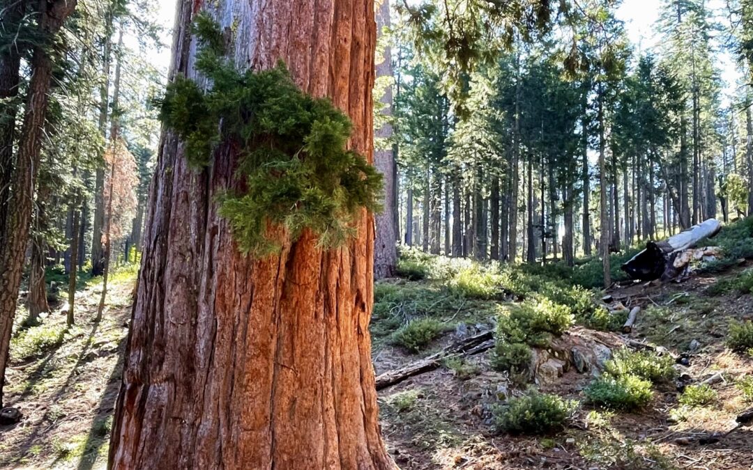 Placer County Big Trees Sequoia photo by Craig Swalgaard