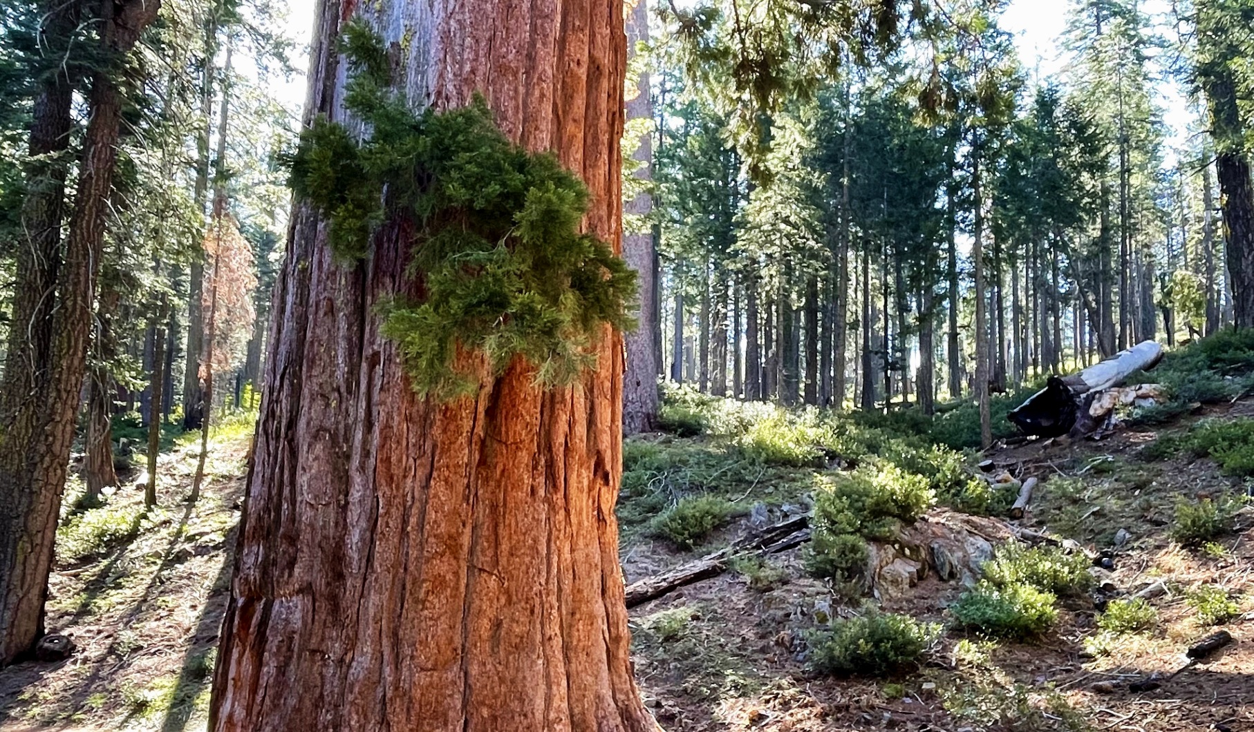 Placer County Big Trees Sequoia photo by Craig Swalgaard