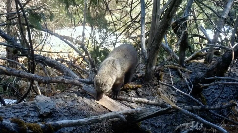 The fisher - a hidden predator within!